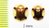 Chrysomelidae sp.  South Africa Rep. - INSECTS-STORE.RU