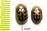 Chrysomelidae sp.  South Africa Rep. - INSECTS-STORE.RU