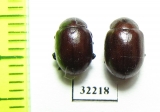 Chrysomelidae sp.  South Africa Rep. - INSECTS-STORE.RU