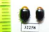Chrysomelidae sp.  South Africa Rep. - INSECTS-STORE.RU