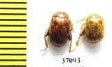 Chrysomelidae sp.  South Africa Rep. - INSECTS-STORE.RU