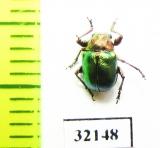 Chrysomelidae sp.  South Africa Rep. - INSECTS-STORE.RU