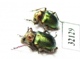 Chrysomelidae sp.  South Africa Rep. - INSECTS-STORE.RU