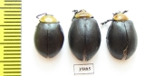 Chrysomelidae sp.  Tanzania - INSECTS-STORE.RU