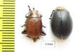 Chrysomelidae sp.  Tanzania - INSECTS-STORE.RU