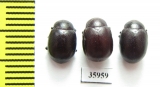 Chrysomelidae sp.  Tanzania - INSECTS-STORE.RU