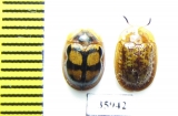Chrysomelidae sp.  Tanzania - INSECTS-STORE.RU