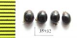 Chrysomelidae sp.  Tanzania - INSECTS-STORE.RU