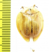Chrysomelidae sp.  Cameroon - INSECTS-STORE.RU