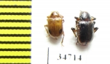 Chrysomelidae sp.  Ethiopia - INSECTS-STORE.RU