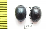 Chrysomelidae sp.  Bulgaria - INSECTS-STORE.RU