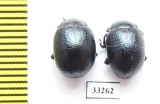 Chrysomelidae sp.  Bulgaria - INSECTS-STORE.RU