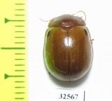 Chrysomelidae sp.  China, Guangxi prov. - INSECTS-STORE.RU
