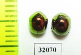 Chrysomelidae sp.  Peru - INSECTS-STORE.RU