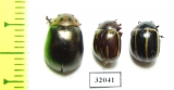 Chrysomelidae sp.  Peru - INSECTS-STORE.RU