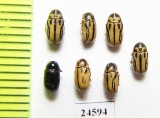 Chrysomelidae sp.  Russia, Belgorod reg. - INSECTS-STORE.RU