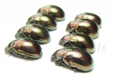 Chrysomelidae sp.  Russia, Tuva reg. - INSECTS-STORE.RU