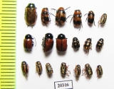 Chrysomelidae sp.  Russia, Far East - INSECTS-STORE.RU