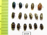 Chrysomelidae sp.  Russia, Far East - INSECTS-STORE.RU