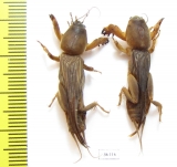 Gryllotalpidae sp.  Thailand - INSECTS-STORE.RU