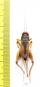 Orthoptera sp.  Honduras - INSECTS-STORE.RU