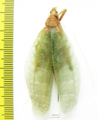 Orthoptera sp.  Malaysia, Borneo - INSECTS-STORE.RU