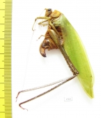 Orthoptera sp.  Malaysia, Borneo - INSECTS-STORE.RU
