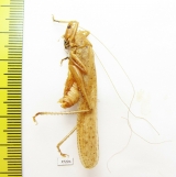 Orthoptera sp.  Malaysia, Borneo - INSECTS-STORE.RU