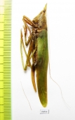 Orthoptera sp.  Malaysia, Borneo - INSECTS-STORE.RU