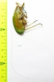 Orthoptera sp.  Panama - INSECTS-STORE.RU