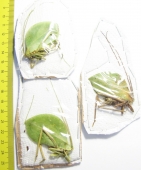 Orthoptera sp.  Peru - INSECTS-STORE.RU