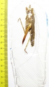 Orthoptera sp.  Peru - INSECTS-STORE.RU