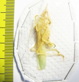 Orthoptera sp.  Peru - INSECTS-STORE.RU