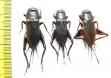 Orthoptera sp.  Thailand - INSECTS-STORE.RU