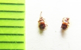 Brachygluta nodosa  Russia, Crimea reg. - INSECTS-STORE.RU