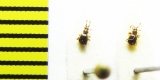 Bryaxis curtisii  Ukraina - INSECTS-STORE.RU