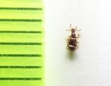 Bryaxis longipalpis  Russia, Krasnodar reg. - INSECTS-STORE.RU