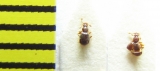 Bryaxis-puncticollis-Belorussia - INSECTS-STORE.RU