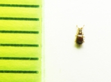 Bythinus macropalpus  Belorussia - INSECTS-STORE.RU