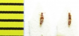 Euplectus karstenii  Belorussia - INSECTS-STORE.RU