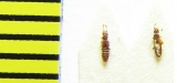 Euplectus karstenii  Belorussia - INSECTS-STORE.RU