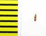 Euplectus nanus  Belorussia - INSECTS-STORE.RU