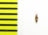 Euplectus nanus  Belorussia - INSECTS-STORE.RU