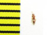Euplectus punctatus  Belorussia - INSECTS-STORE.RU