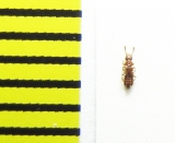 Euplectus punctatus  Belorussia - INSECTS-STORE.RU