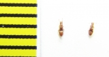Euplectus signatus  Belorussia - INSECTS-STORE.RU