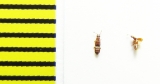 Euplectus signatus  Belorussia - INSECTS-STORE.RU