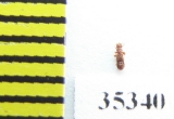 Euplectus sp.  Russia, Tver reg. - INSECTS-STORE.RU
