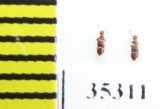 Euplectus sp., Russia, Tver reg   (myrmecophilous) - INSECTS-STORE.RU