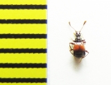 Rybaxis longicornis  Belorussia - INSECTS-STORE.RU